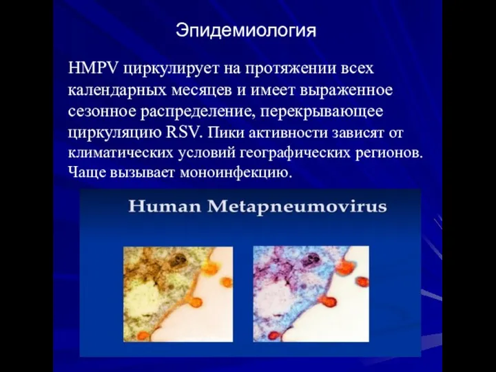 HMPV циркулирует на протяжении всех календарных месяцев и имеет выраженное сезонное