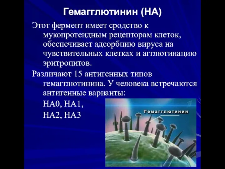 Гемагглютинин (НА) Этот фермент имеет сродство к мукопротеидным рецепторам клеток, обеспечивает