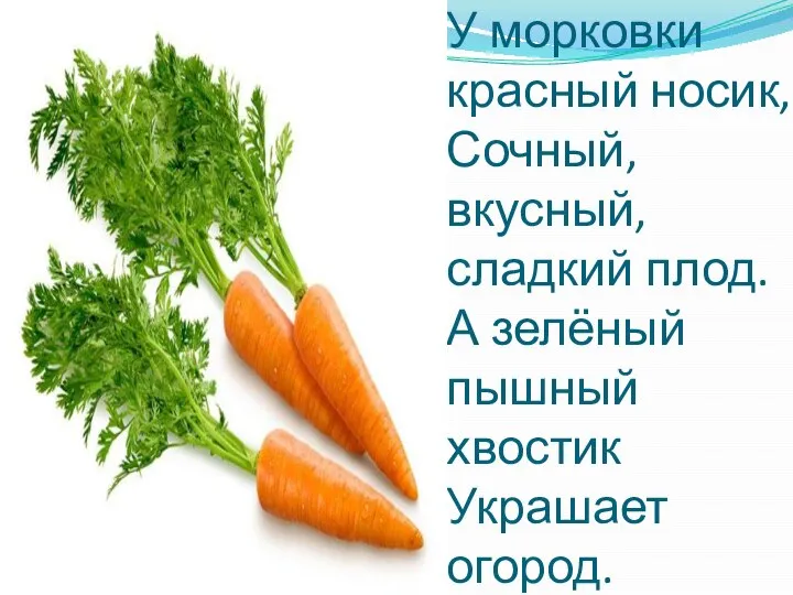 У морковки красный носик, Сочный, вкусный, сладкий плод. А зелёный пышный хвостик Украшает огород.