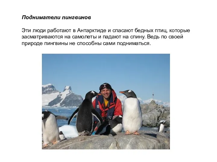 Подниматели пингвинов Эти люди работают в Антарктиде и спасают бедных птиц,