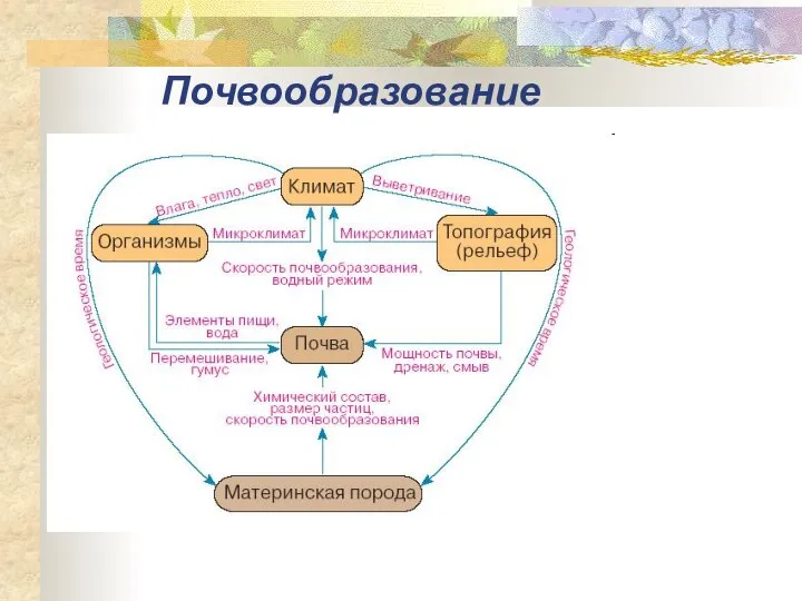 Почвообразование