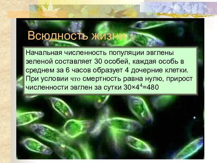 Всюдность жизни Начальная численность популяции эвглены зеленой составляет 30 особей, каждая