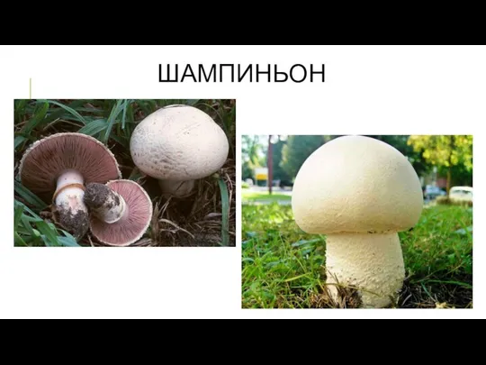 ШАМПИНЬОН