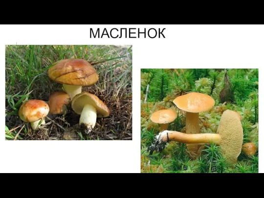 МАСЛЕНОК