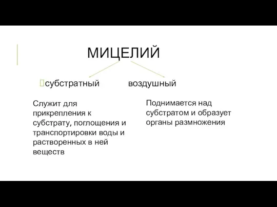 МИЦЕЛИЙ субстратный воздушный Служит для прикрепления к субстрату, поглощения и транспортировки