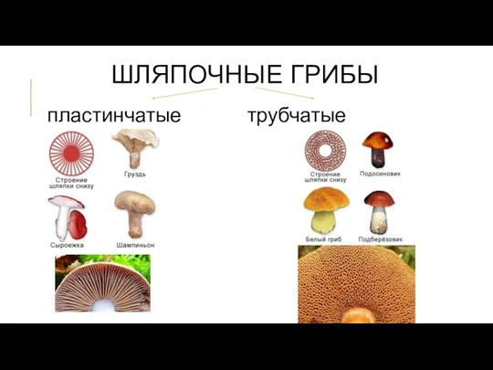 ШЛЯПОЧНЫЕ ГРИБЫ пластинчатые трубчатые