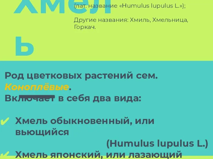 Хмель Род цветковых растений сем. Коноплёвые. Включает в себя два вида: