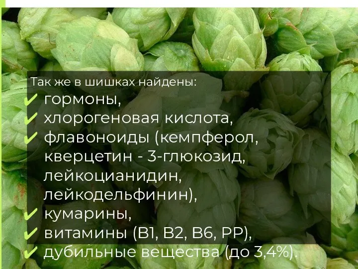 Так же в шишках найдены: гормоны, хлорогеновая кислота, флавоноиды (кемпферол, кверцетин