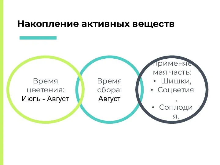 Время сбора: Август Время цветения: Июль - Август Применяемая часть: Шишки, Соцветия, Соплодия. Накопление активных веществ