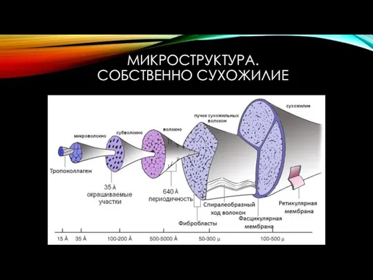 МИКРОСТРУКТУРА. СОБСТВЕННО СУХОЖИЛИЕ