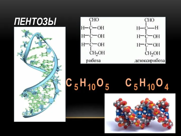 ПЕНТОЗЫ