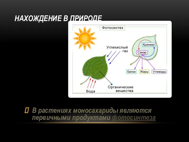 В растениях моносахариды являются первичными продуктами фотосинтеза НАХОЖДЕНИЕ В ПРИРОДЕ