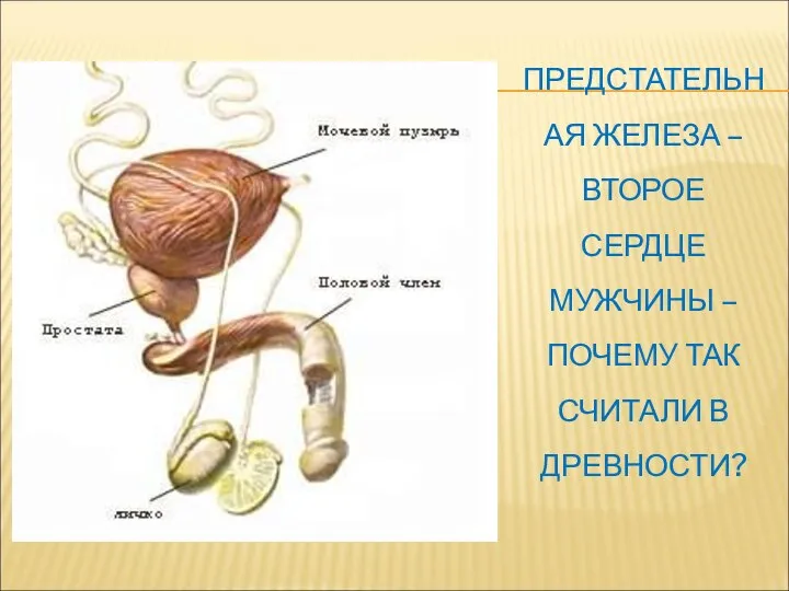 ПРЕДСТАТЕЛЬНАЯ ЖЕЛЕЗА – ВТОРОЕ СЕРДЦЕ МУЖЧИНЫ – ПОЧЕМУ ТАК СЧИТАЛИ В ДРЕВНОСТИ?