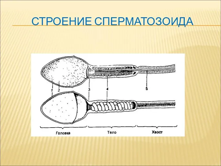 СТРОЕНИЕ СПЕРМАТОЗОИДА