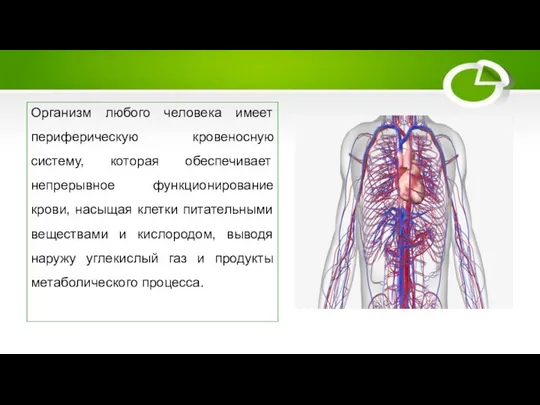 Нарушения периферического кровообращения Организм любого человека имеет периферическую кровеносную систему, которая
