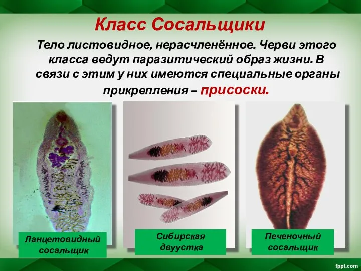 Класс Сосальщики Тело листовидное, нерасчленённое. Черви этого класса ведут паразитический образ