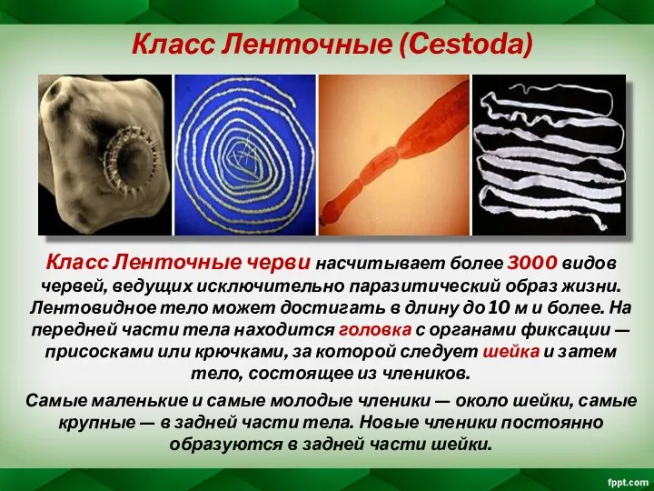 Класс Ленточные (Cestoda) Класс Ленточные черви насчитывает более 3000 видов червей,