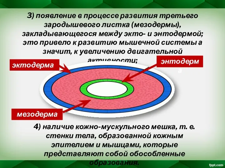 3) появление в процессе развития третьего зародышевого листка (мезодермы), закладывающегося между