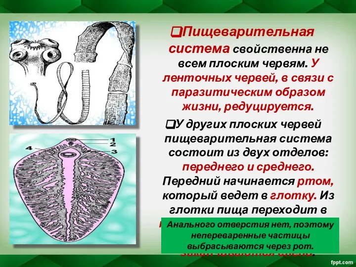 Пищеварительная система свойственна не всем плоским червям. У ленточных червей, в