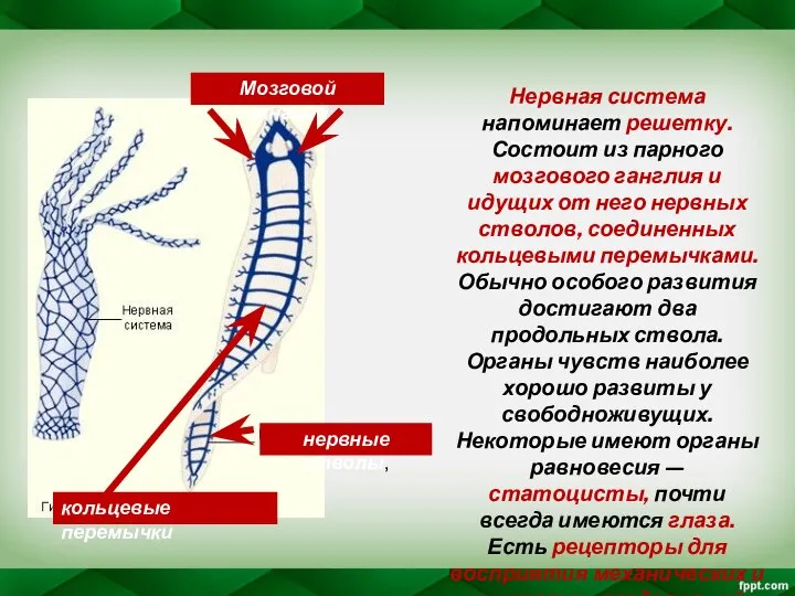 Нервная система напоминает решетку. Состоит из парного мозгового ганглия и идущих