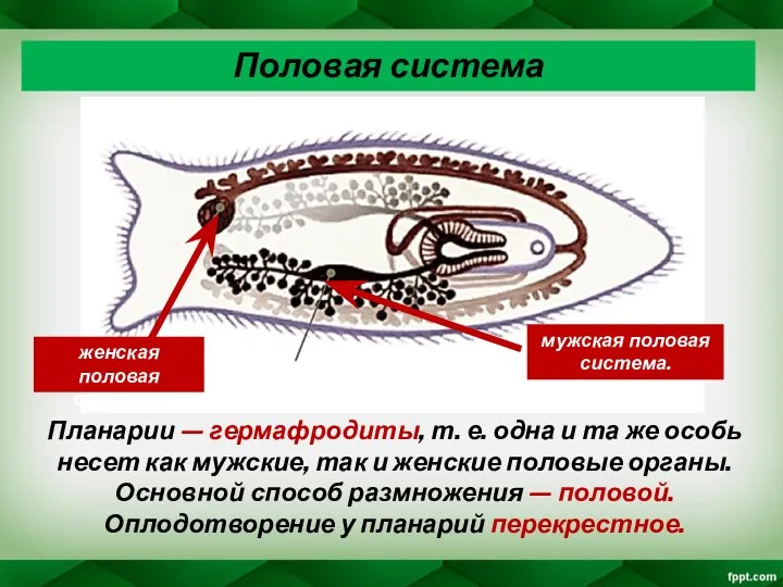 Планарии — гермафродиты, т. е. одна и та же особь несет