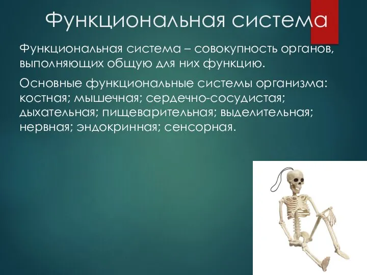 Функциональная система Функциональная система – совокупность органов, выполняющих общую для них