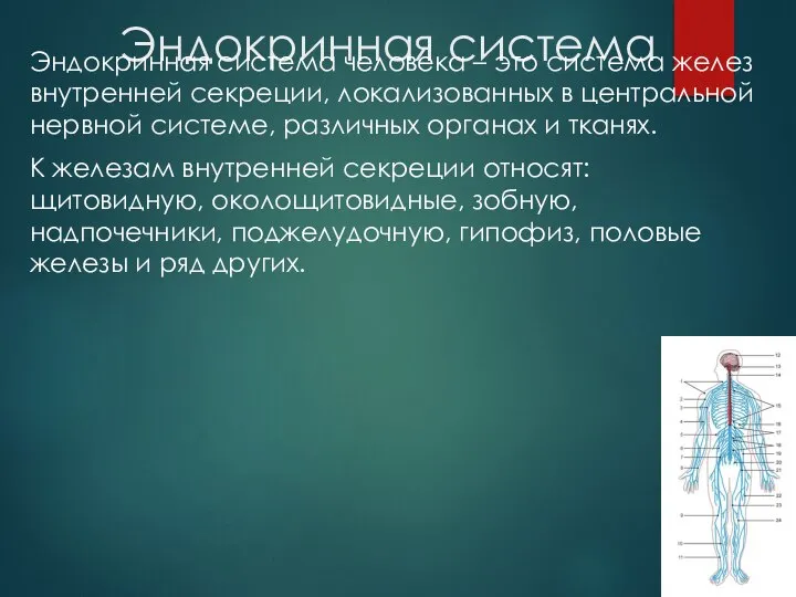 Эндокринная система Эндокринная система человека – это система желез внутренней секреции,