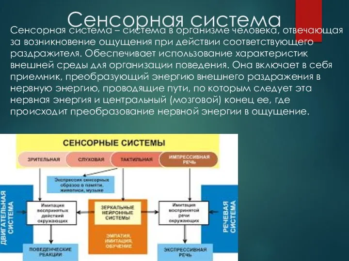 Сенсорная система Сенсорная система – система в организме человека, отвечающая за