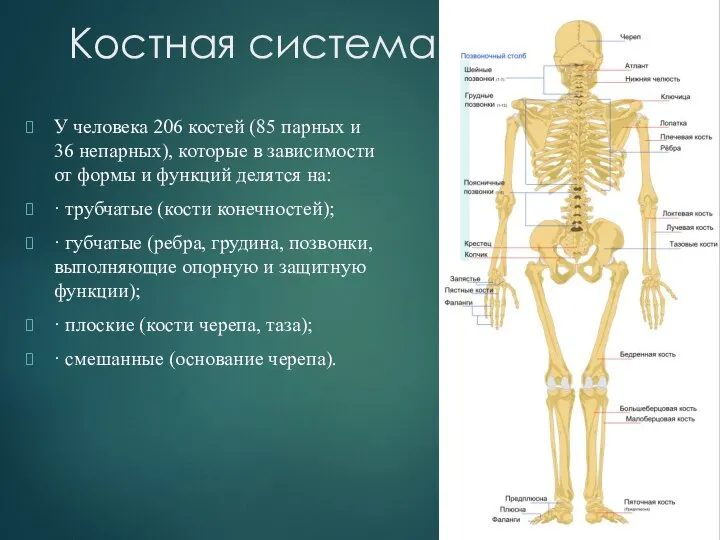 Костная система У человека 206 костей (85 парных и 36 непарных),