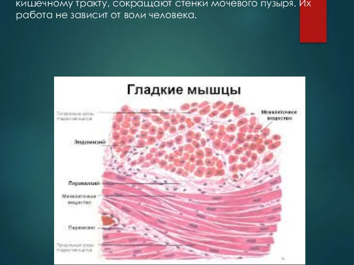 Гладкие мышцы расположены в стенках кровеносных сосудов и некоторых внутренних органах.