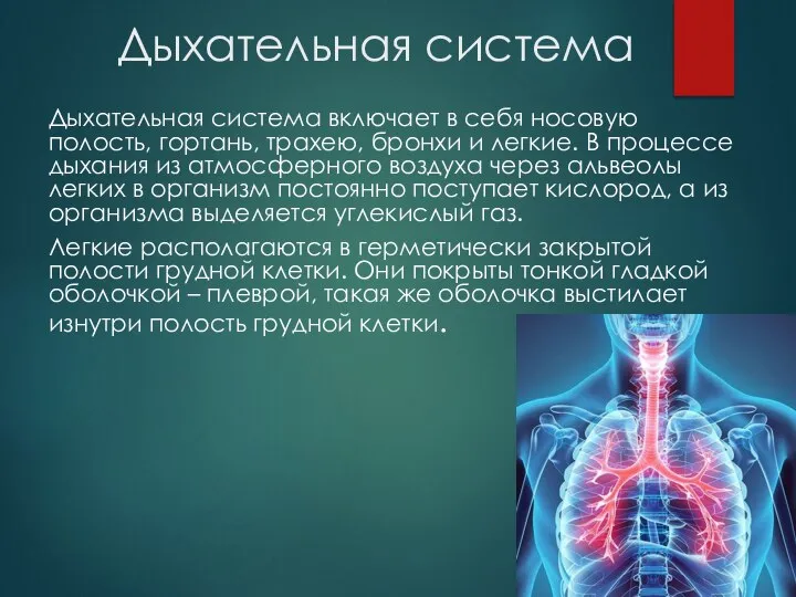 Дыхательная система Дыхательная система включает в себя носовую полость, гортань, трахею,