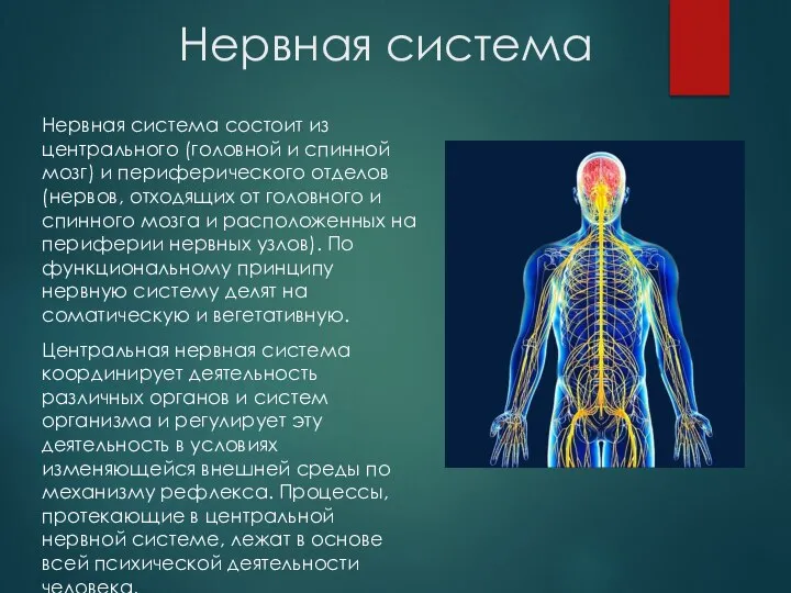 Нервная система Нервная система состоит из центрального (головной и спинной мозг)