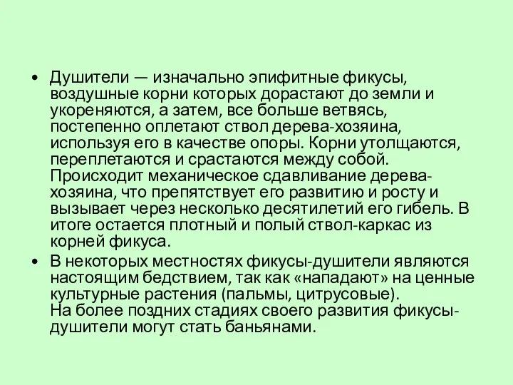 Душители — изначально эпифитные фикусы, воздушные корни которых дорастают до земли