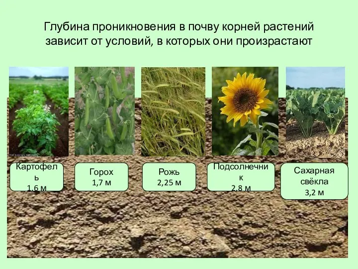 Глубина проникновения в почву корней растений зависит от условий, в которых