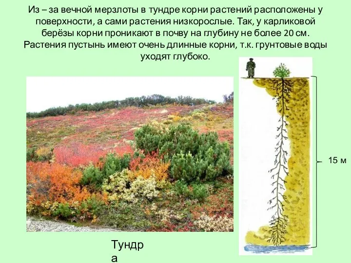 Из – за вечной мерзлоты в тундре корни растений расположены у