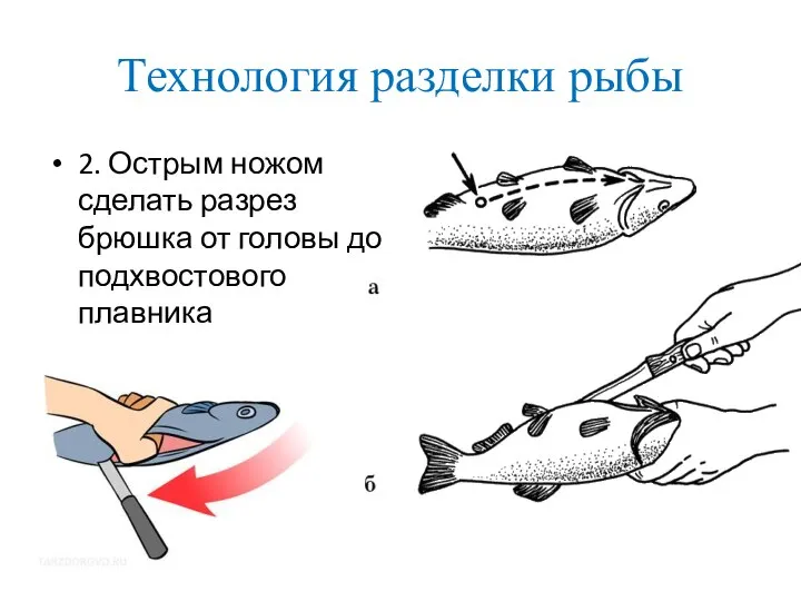 Технология разделки рыбы 2. Острым ножом сделать разрез брюшка от головы до подхвостового плавника