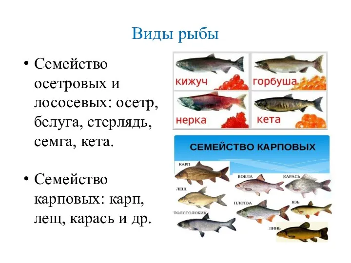 Виды рыбы Семейство осетровых и лососевых: осетр, белуга, стерлядь, семга, кета.