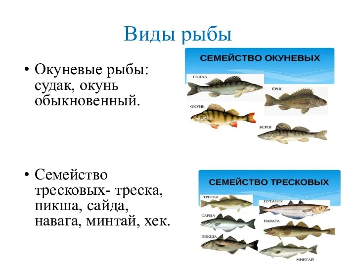 Виды рыбы Окуневые рыбы: судак, окунь обыкновенный. Семейство тресковых- треска, пикша, сайда, навага, минтай, хек.