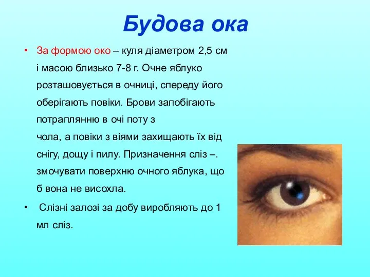 Будова ока За формою око – куля діаметром 2,5 см і