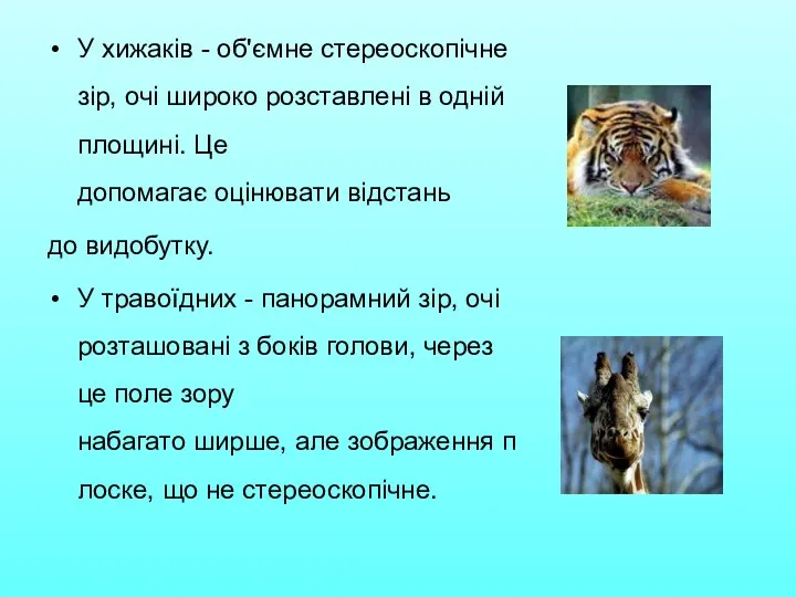 У хижаків - об'ємне стереоскопічне зір, очі широко розставлені в одній