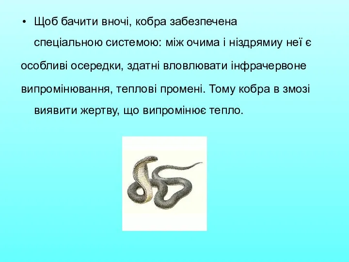 Щоб бачити вночі, кобра забезпечена спеціальною системою: між очима і ніздрямиу