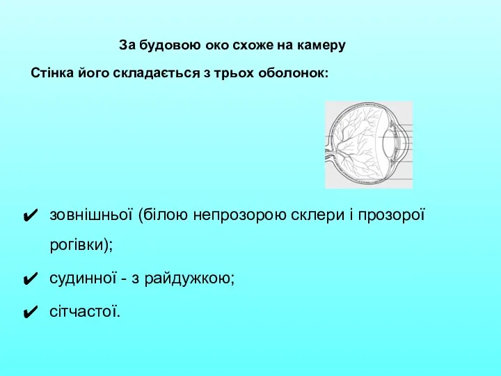 За будовою око схоже на камеру Стінка його складається з трьох