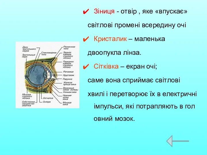 Зіниця - отвір , яке «впускає» світлові промені всередину очі Кристалик