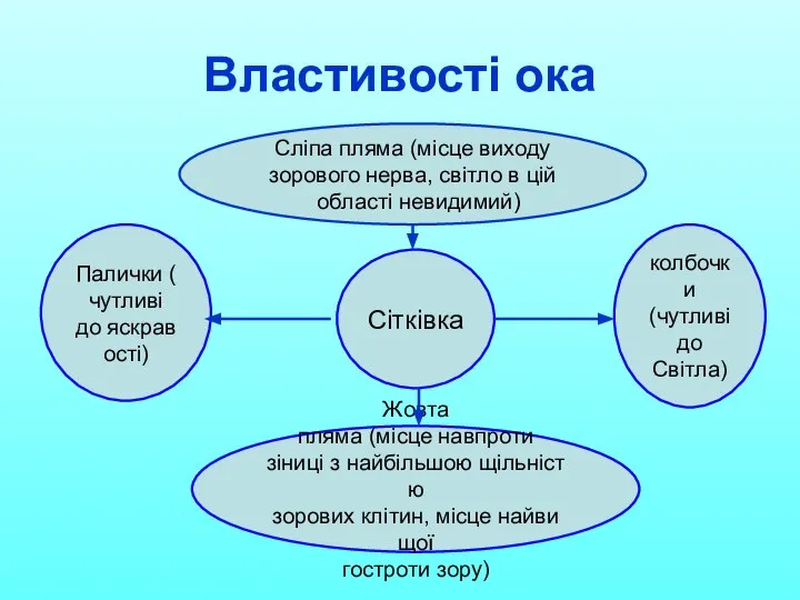 Властивості ока Сітківка Палички (чутливі до яскравості) колбочки (чутливі до Світла)