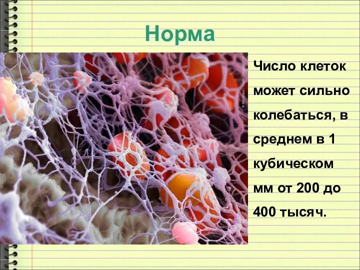 Норма Число клеток может сильно колебаться, в среднем в 1 кубическом