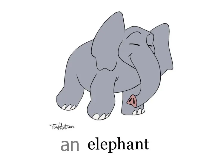 elephant an