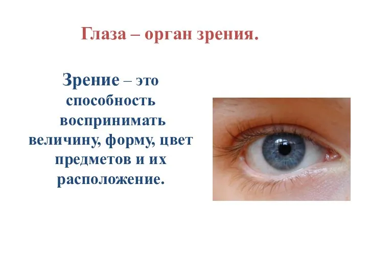 Зрение – это способность воспринимать величину, форму, цвет предметов и их расположение. Глаза – орган зрения.