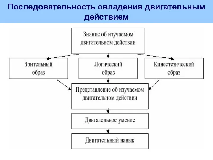 Последовательность овладения двигательным действием