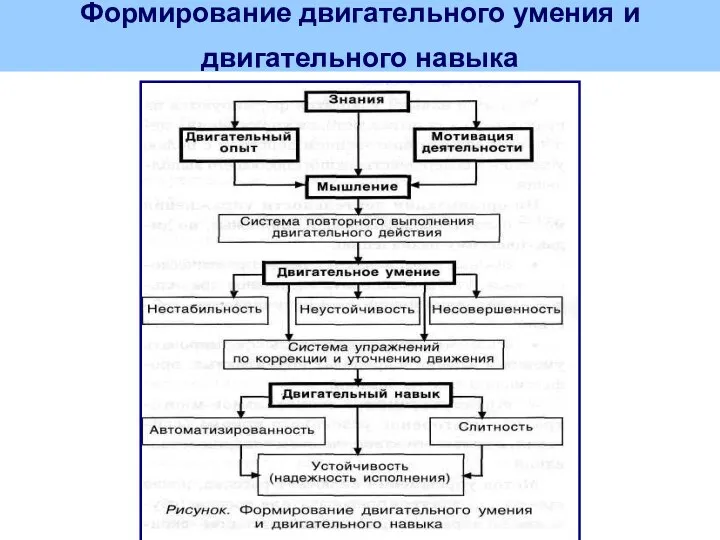 Формирование двигательного умения и двигательного навыка