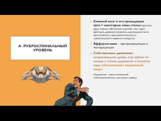 А -РУБРОСПИНАЛЬНЫЙ УРОВЕНЬ Спинной мозг и его проводящие пути + некоторые